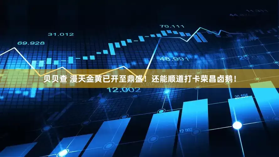 贝贝查 漫天金黄已开至鼎盛！还能顺道打卡荣昌卤鹅！